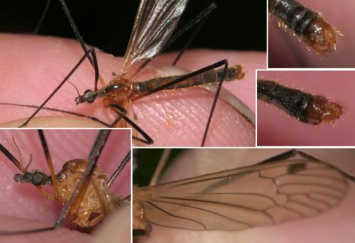Euphylidorea dispar
